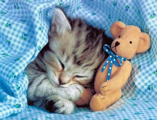 Спящий котенок (картина по номерам), которую можно купить в интернет-магазине фэн-шуй "Мой Талисман". Вышивки, картины, сувениры.